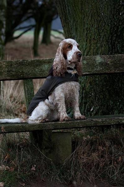 Classic English Cocker Spaniel