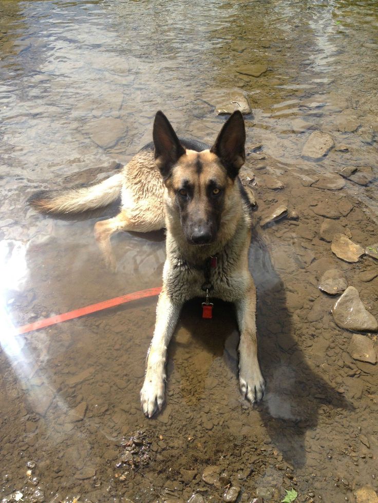 Cooling off in the pool