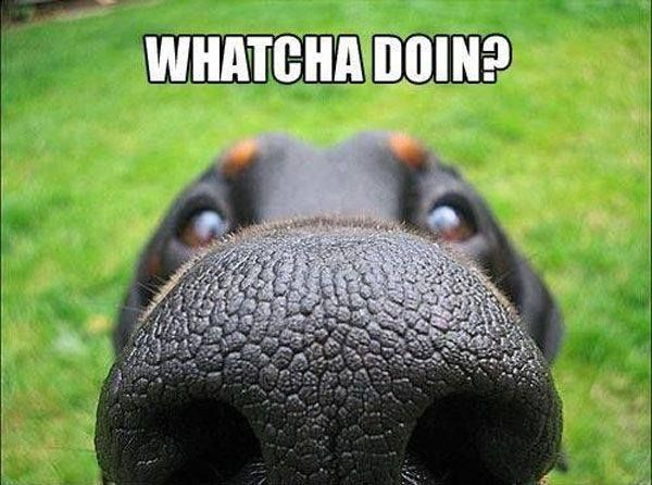 Doberman Nose - Whatcha Doin'?