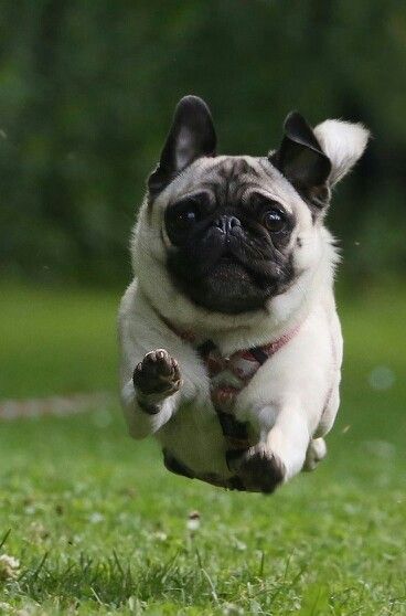 Floating Pug