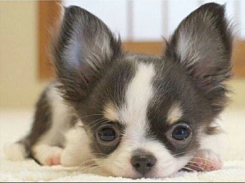 Long-haired Chi cutie