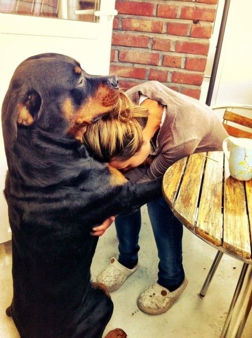 Loving Rottie Hug