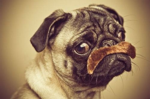 Movember Pug