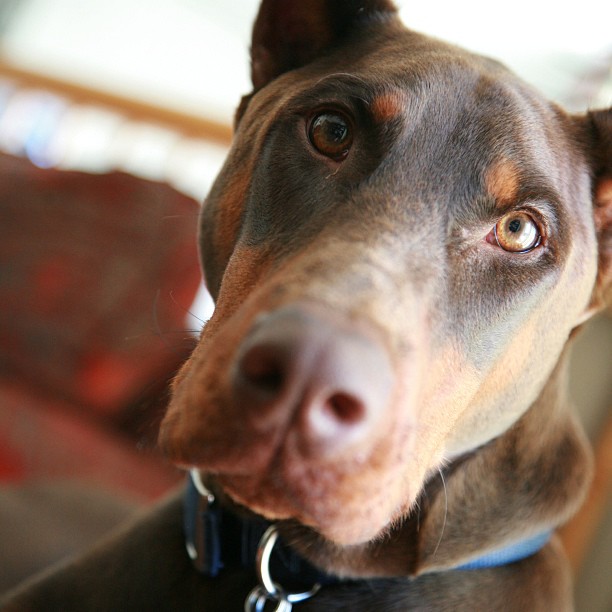 Red Dobie