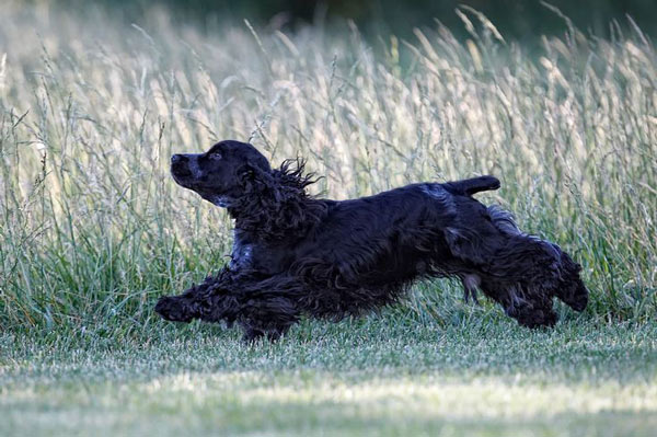 Cocker Spaniel in Action