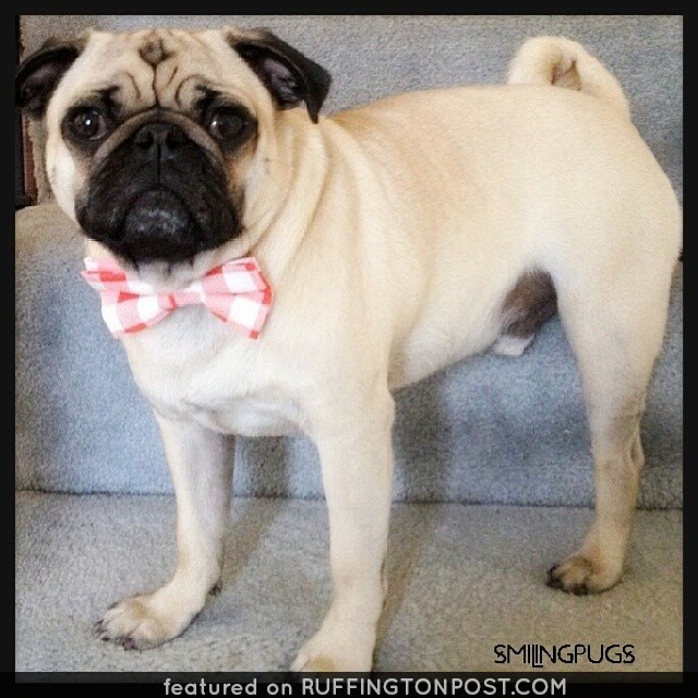 Pug Gent Bowtie