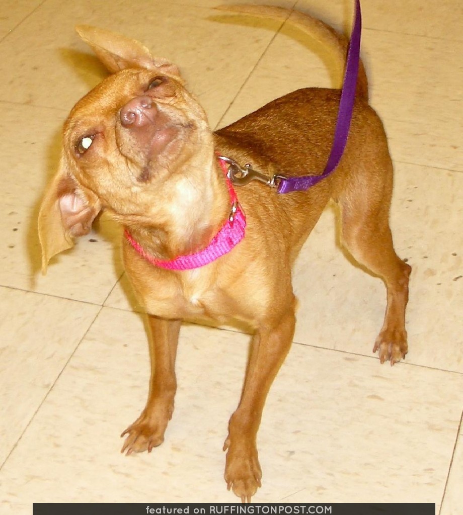 Silly Chihuahua Action Shot - Ruffington Post