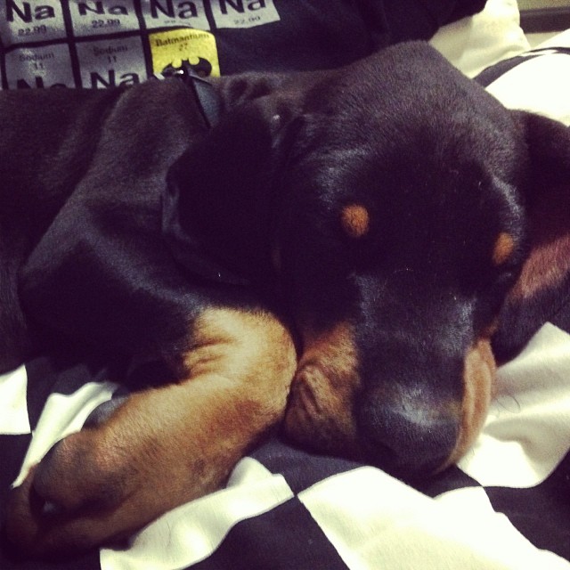 Dreaming Dobie Pup