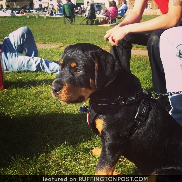 Sunny Rottweiler in Wareham