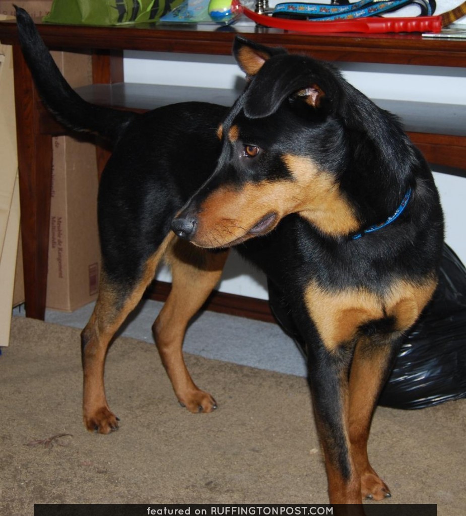 4 Month Doberman Pinscher Puppy Prefers Milk Crate Over Toys