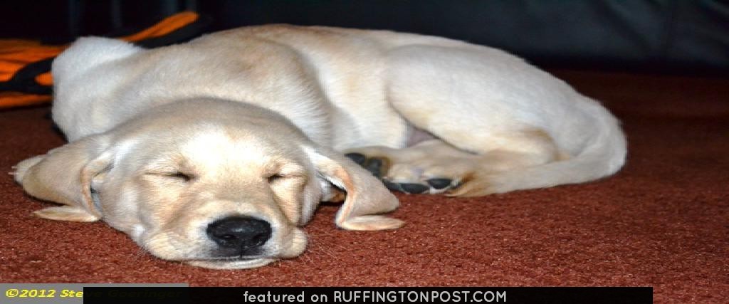 Our yellow Labrador Retriever puppy is growing fast -- Inara's 2nd and 3rd weeks