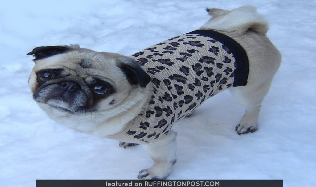 Pug Leopard Sweater