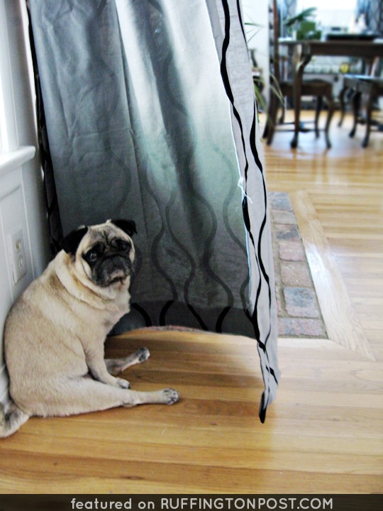 pug sitting silly behind curtain