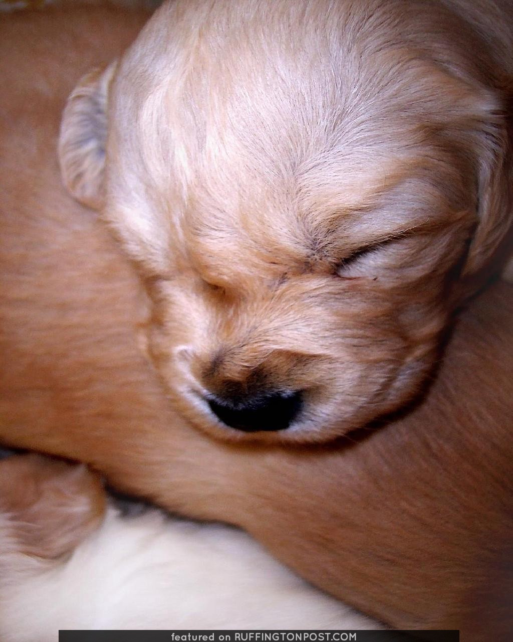 puppy golden retriever