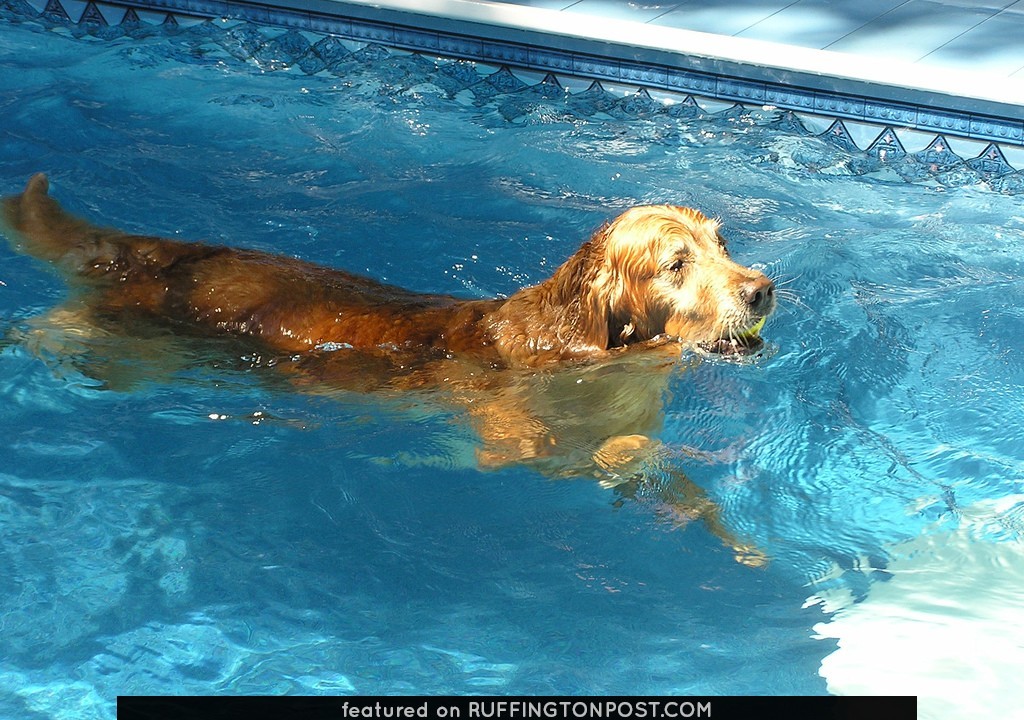 water retriever