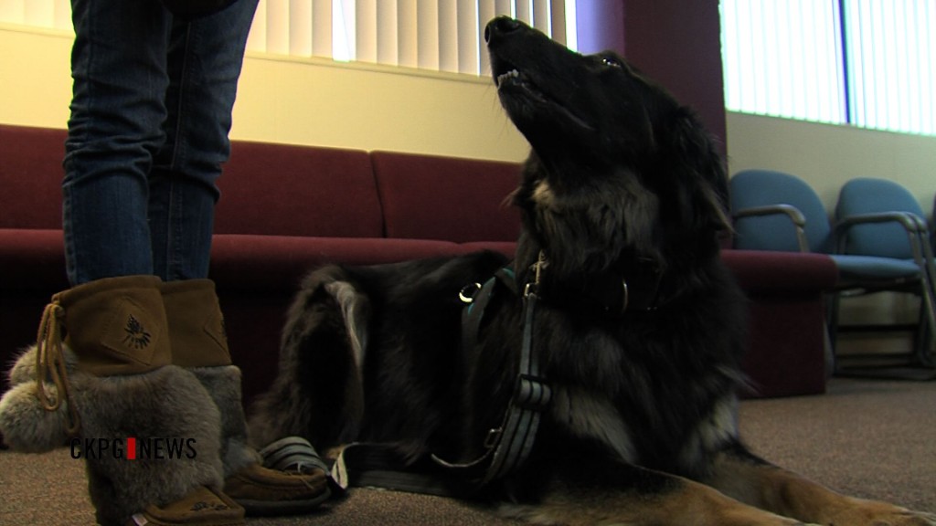 Dogs Added To The Therapy Force (VIDEO) | CKPG | TV