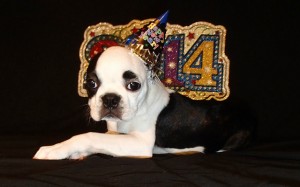 Happy New Year - 13 Ways to Love Your Puppy