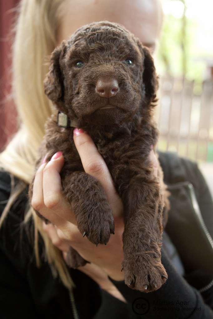 Curly Coated Retriever Puppy #13