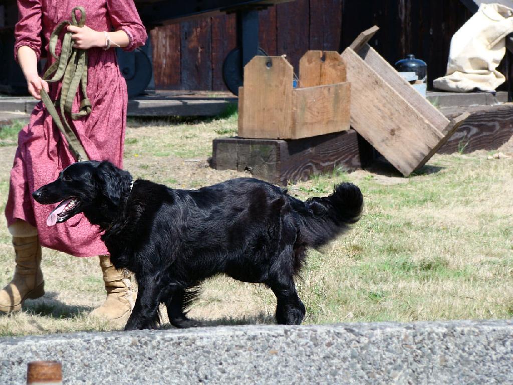 Flat Coated Retriever