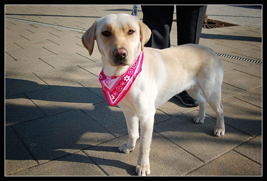 Labrador Retriever