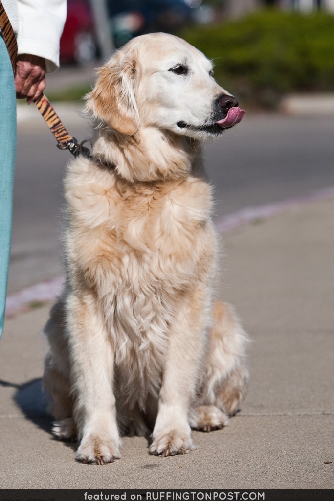 Mary Haworth (mother of Linda Tanner ) of Los Osos, CA, and her lovely Golden Retriever dog Sadie.  Dog show in Morro Bay, 10 May 2009.  Best of Bay Pooch Pageant