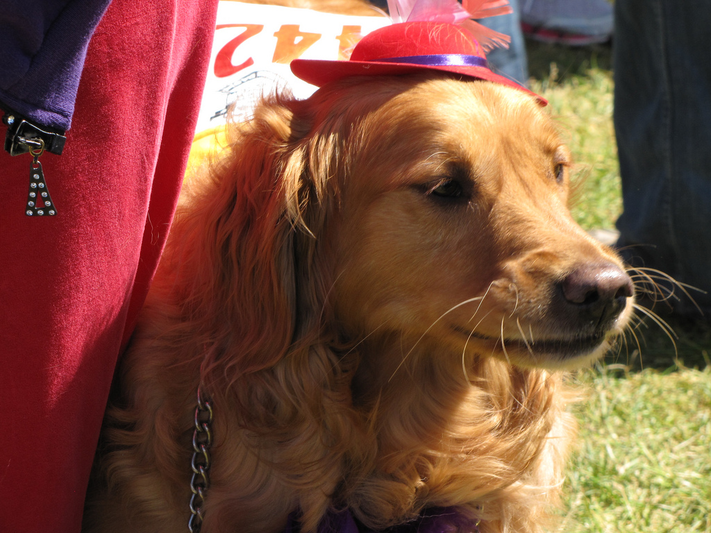 red hat retriever