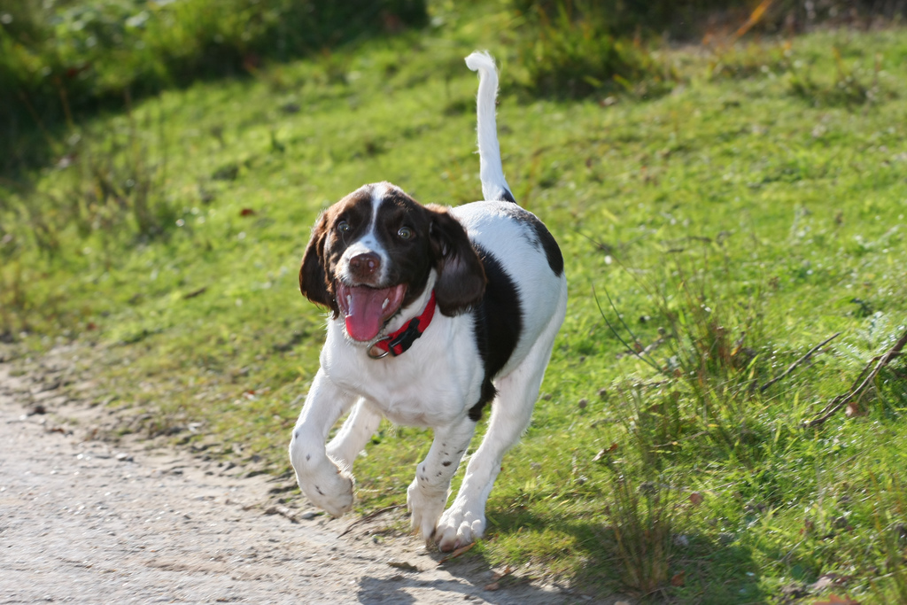 springer spaniel IMG_0226