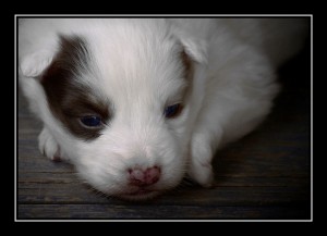 All About Bringing Home a New Puppy and What You Need to Know