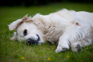 Doggie Health Problems, The 6 Most Common