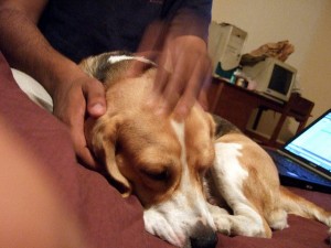 Ear Grooming Tips for Dogs