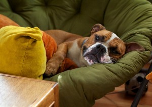 Is Your Dog Sick - Here is How to Tell