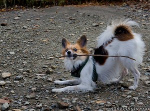 Learn 1 Puppy Trick a Day!