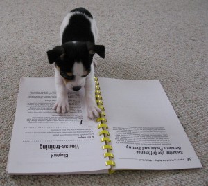 Puppy House Training Tips