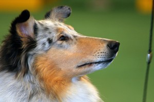 Quality Dog Show Grooming Secrets