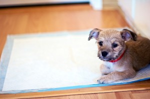 The Easy Way to Potty Train Your Puppy
