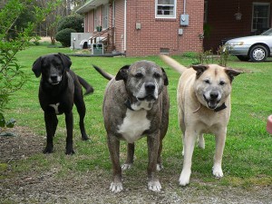 Understanding the Different Breeds of Dogs