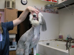 Why Pet Grooming is so Important