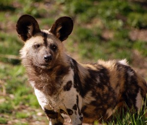 Are You Familiar with the African Wild Dog