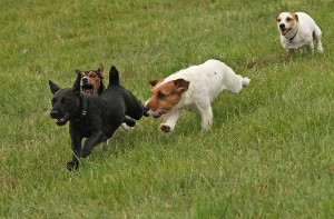 Hand-Stripping a Terrier's Coat