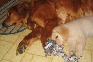 How to Create Less Shedding by Properly Clipping Your Golden Retriever