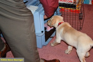 Our yellow Labrador Retriever puppy is growing fast -- Inara's 2nd and 3rd weeks