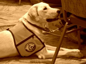 Service Dogs