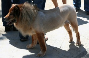 Shaving Dogs with Double Coats