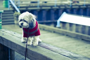 Should You Own a Dog - 5 Reasons You Should Not