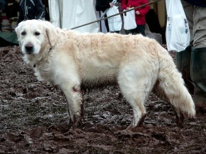 Does Your Dog Hate When you Clean Their Muddy Dog Paws