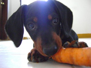 Is a Vegetarian Diet Healthy for Dogs