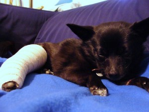 New Surgery Repairs Dog Knees