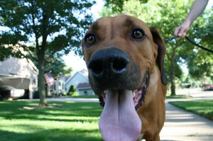 Understanding Dog Panting