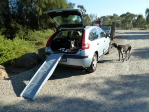 How to Deal with Dog Car Sickness and Hyperactivity