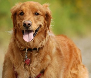 Tips to Tell if You've Got a Healthy Dog